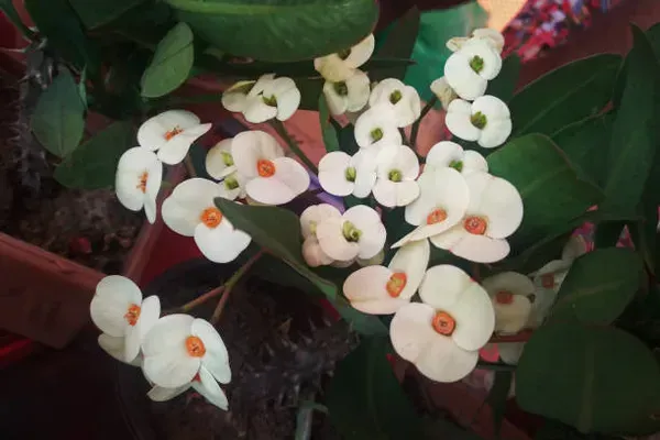 Euphorbia_Mili_White_For_Home_Garden