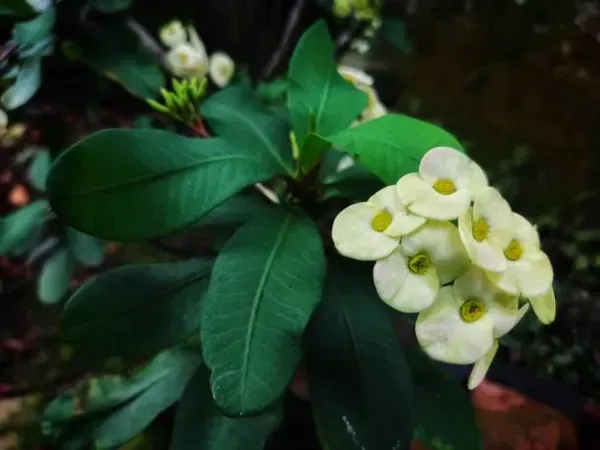Euphorbia_Mili_White_For_Home_Garden