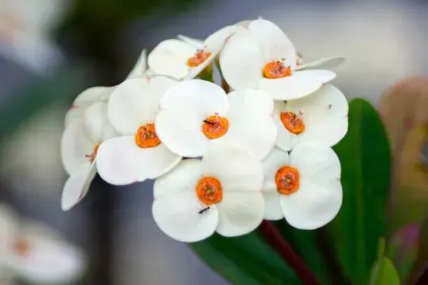 Euphorbia_Mili_White_For_Home_Garden