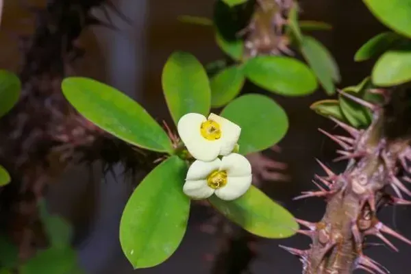 Euphorbia_Mili_White_For_Home_Garden