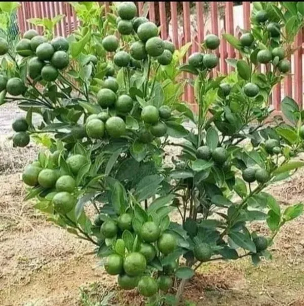 Bari_1_Sweet_Malta_Lemon_Fruit_Plant