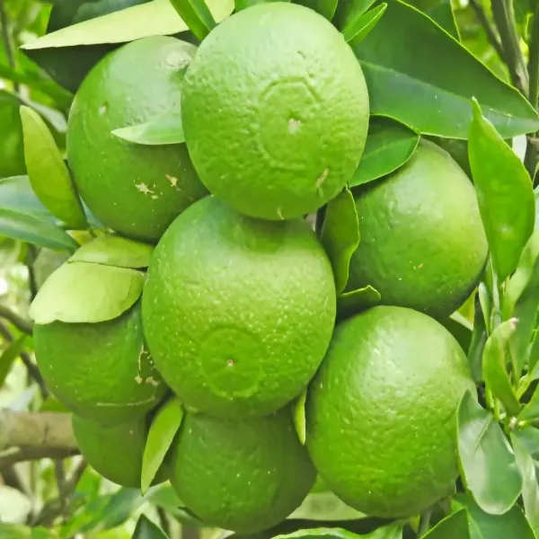Bari_1_Sweet_Malta_Lemon_Fruit_Plant