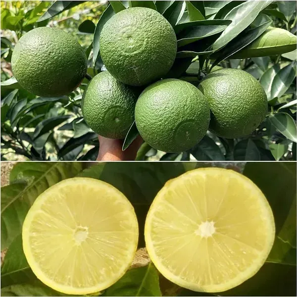 Bari_1_Sweet_Malta_Lemon_Fruit_Plant