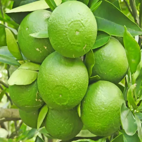 Bari_1_Sweet_Malta_Lemon_Fruit_Plant