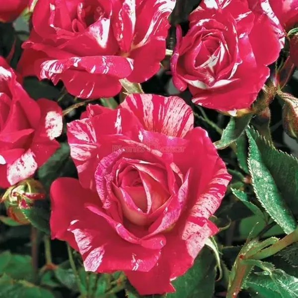 Rose_Flower_Plant_Combo_Pack_Of_4