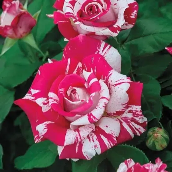 Rose_Flower_Plant_Combo_Pack_Of_4