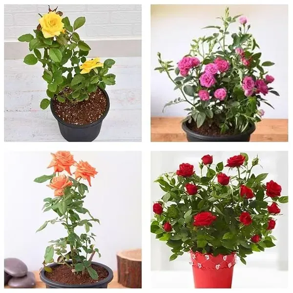 Rose_Flower_Plant_Combo_Pack_Of_4