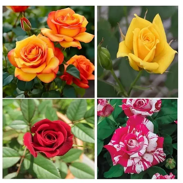Rose_Flower_Plant_Combo_Pack_Of_4