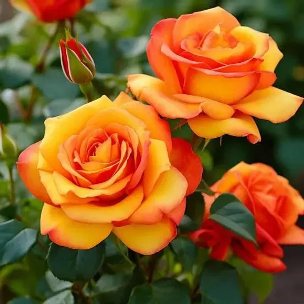 Rose_Flower_Plant_Combo_Pack_Of_4