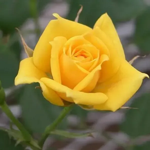 Rose_Flower_Plant_Combo_Pack_Of_4
