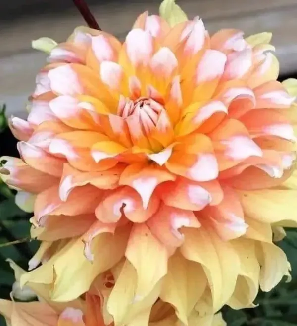 Dahlia_Flower_Plant_Variegated
