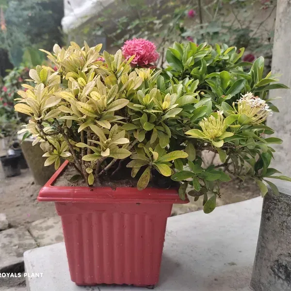 Chinese_Mixed_Ixora_Flower_Plants_Combo_Pack_Of_4