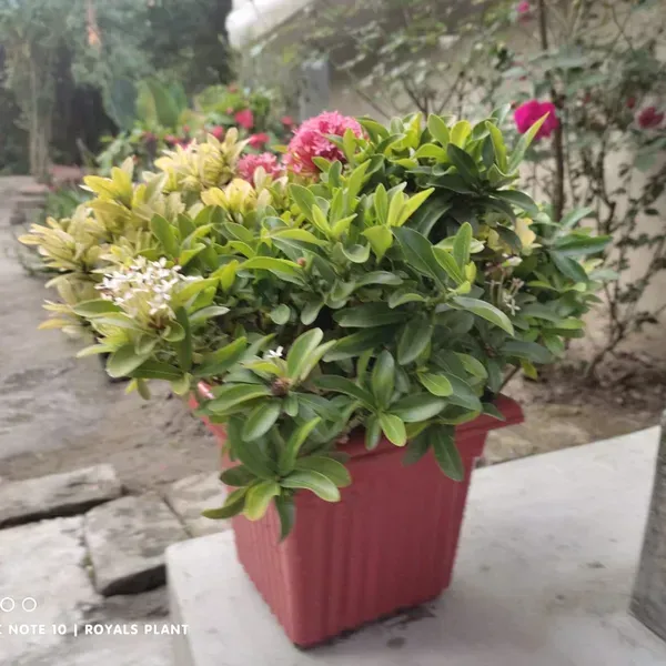 Chinese_Mixed_Ixora_Flower_Plants_Combo_Pack_Of_4