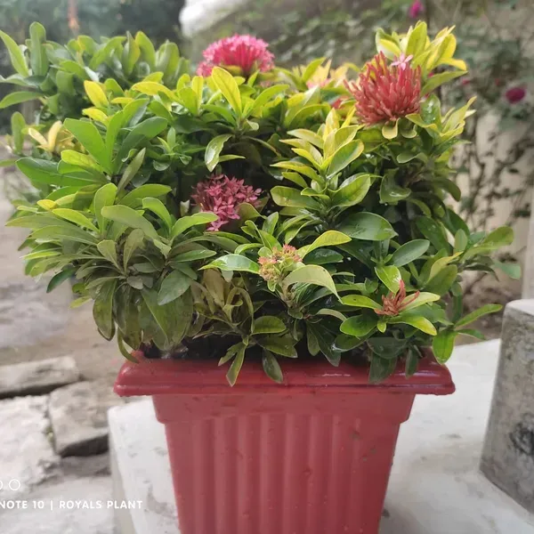 Chinese_Mixed_Ixora_Flower_Plants_Combo_Pack_Of_4
