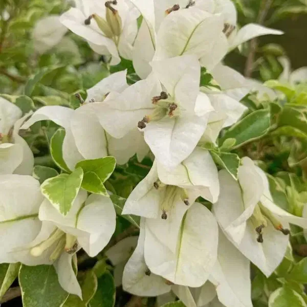Variegated_White_King_Bougainvillea_Flower_Plant