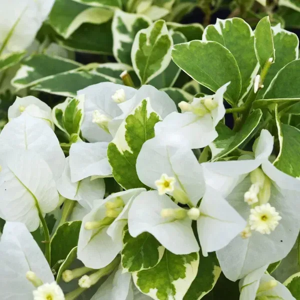 Variegated_White_King_Bougainvillea_Flower_Plant