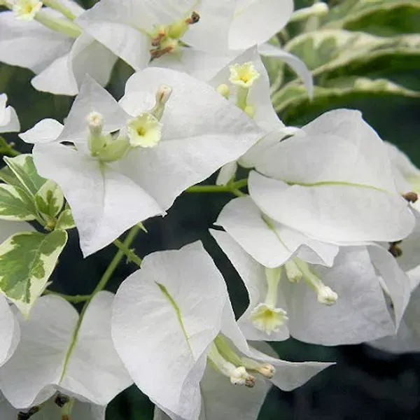 Variegated_White_King_Bougainvillea_Flower_Plant