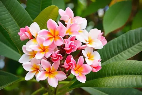 Pulmeria_Flower_Plant_Pink_For_Home_Garden