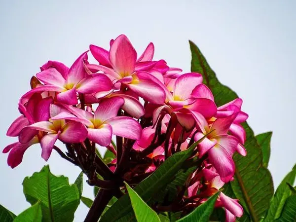Pulmeria_Flower_Plant_Pink_For_Home_Garden