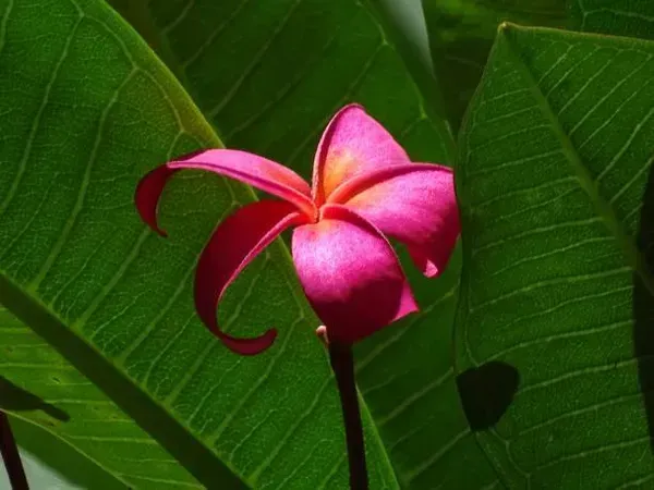 Pulmeria_Flower_Plant_Pink_For_Home_Garden