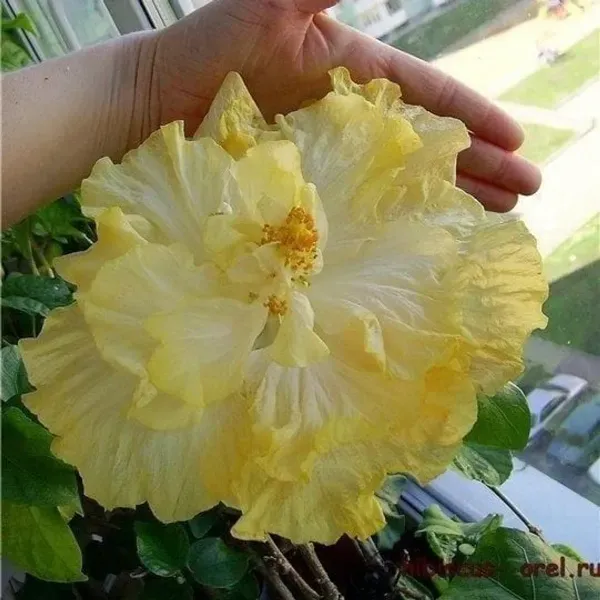 Australian_Variety_Grafted_Hibiscus_Flower_Plant