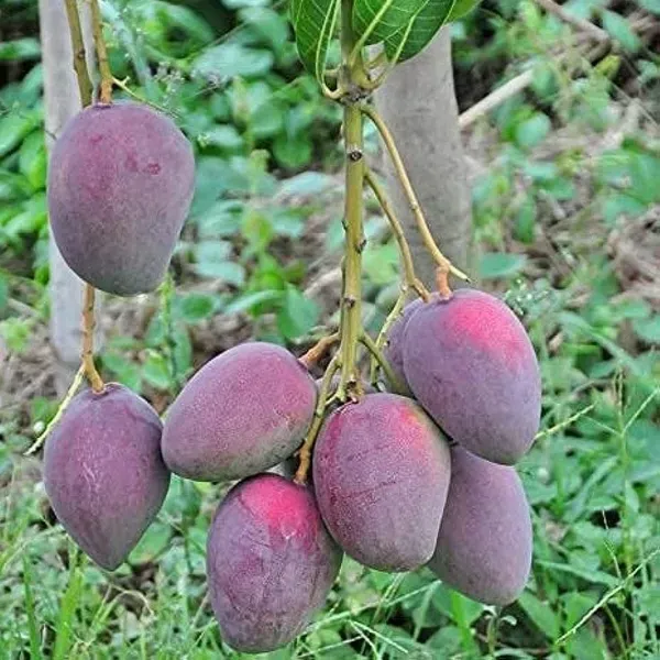 Ambika_Mango_Grafted_Hybrid_Fruit_Plant