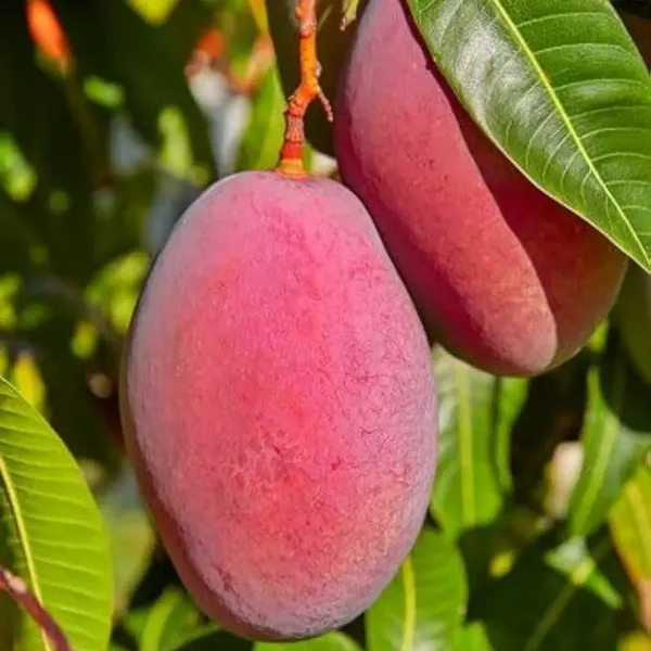 Ambika_Mango_Grafted_Hybrid_Fruit_Plant