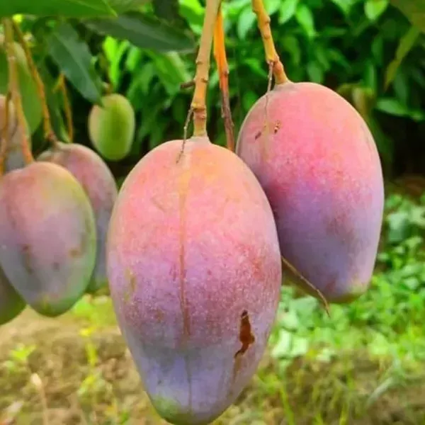 Ambika_Mango_Grafted_Hybrid_Fruit_Plant