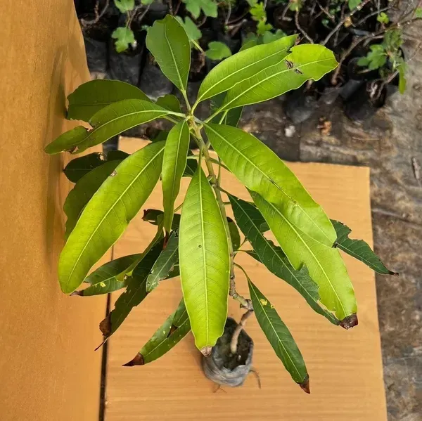 Ambika_Mango_Grafted_Hybrid_Fruit_Plant