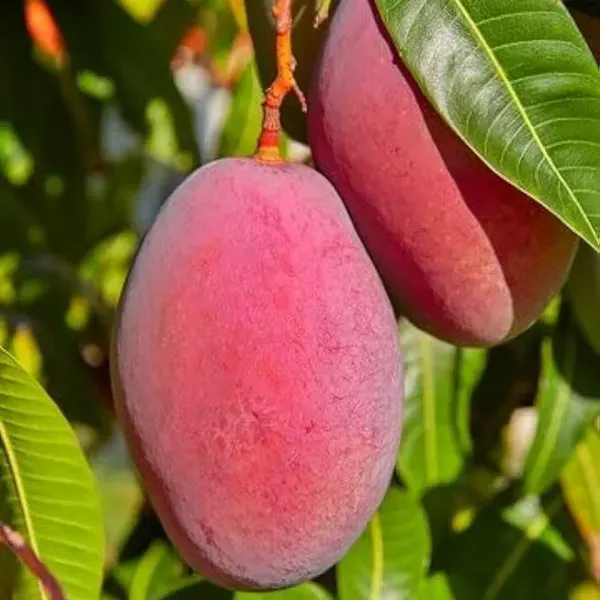 Ambika_Mango_Grafted_Hybrid_Fruit_Plant