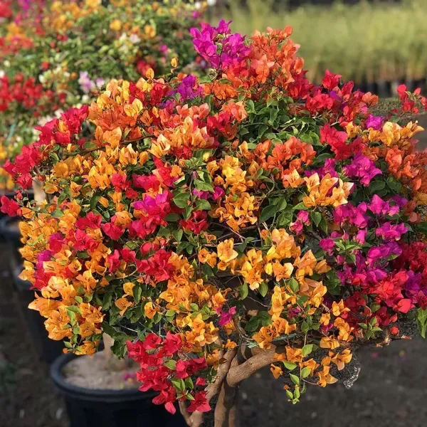 Multigrafted_Bougainvillea_Flower_Plant_8_Colour