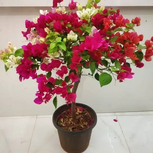 Multigrafted_Bougainvillea_Flower_Plant_8_Colour