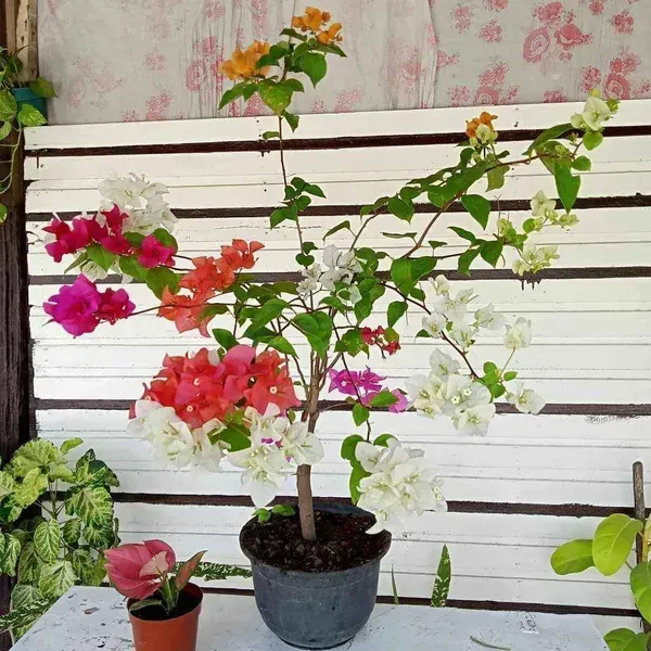 Multigrafted_Bougainvillea_Flower_Plant_8_Colour