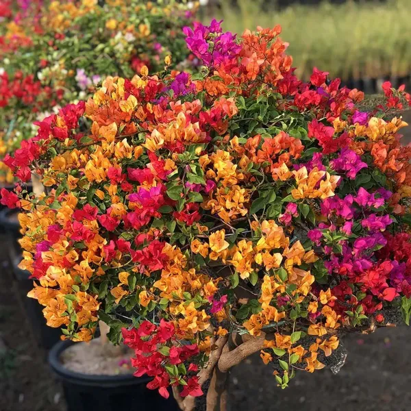 Multigrafted_Bougainvillea_Flower_Plant_8_Colour