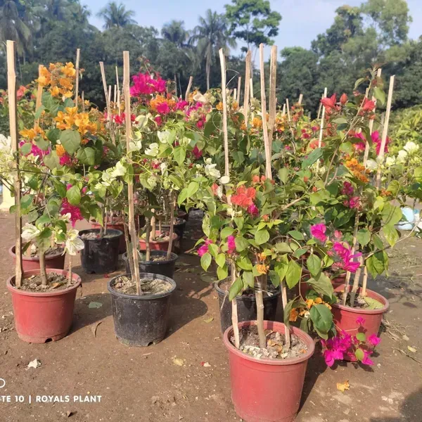 Multigrafted_Bougainvillea_Flower_Plant_8_Colour