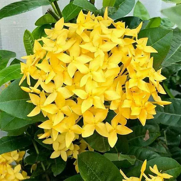 Chinese_Ixora_Flower_Plants_Yellow