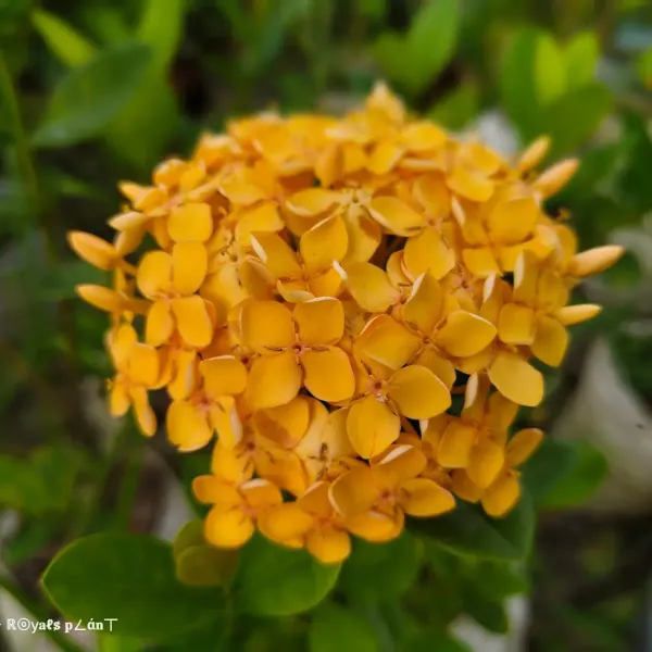 Chinese_Ixora_Flower_Plants_Yellow