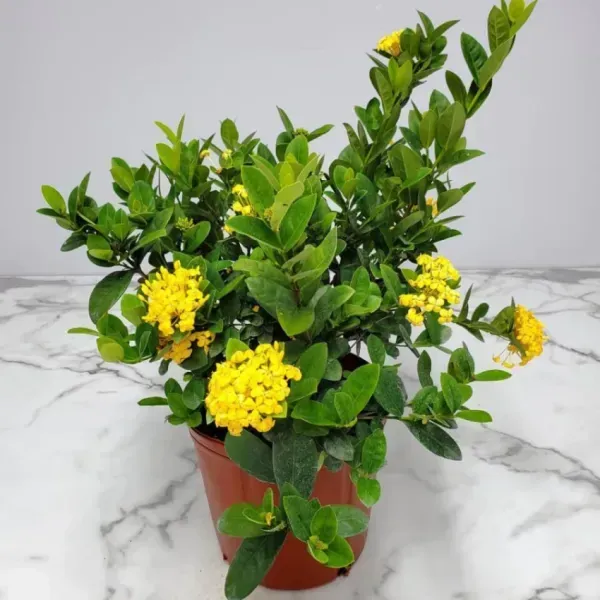 Chinese_Ixora_Flower_Plants_Yellow