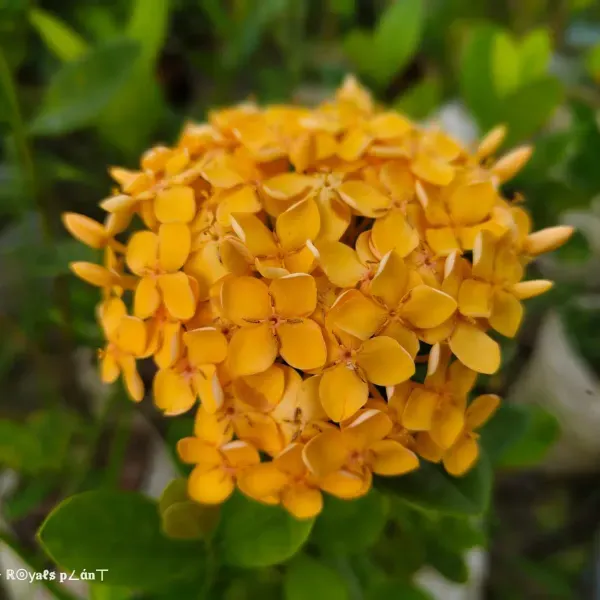 Chinese_Ixora_Flower_Plants_Yellow