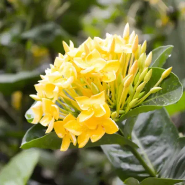 Chinese_Ixora_Flower_Plants_Yellow