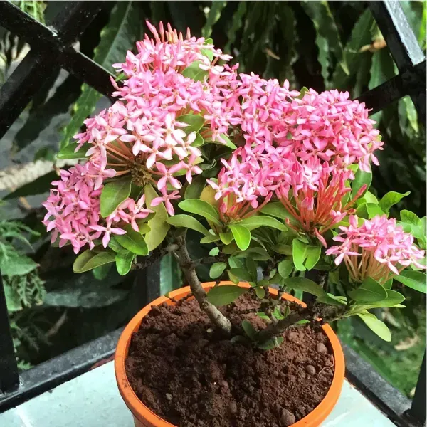 Chinese_Ixora_Flower_Plants_Pink