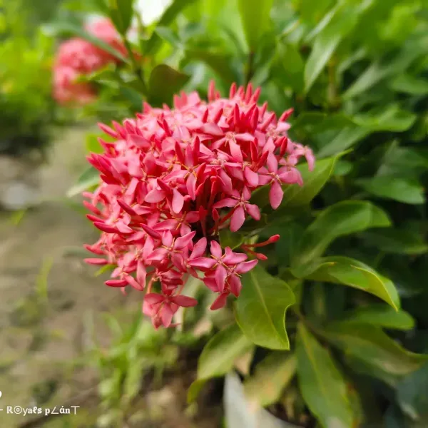 Chinese_Ixora_Flower_Plants_Pink