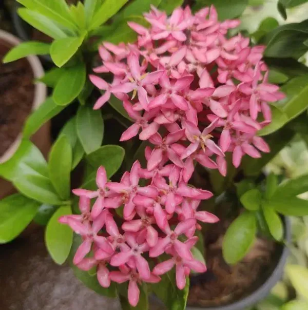 Chinese_Ixora_Flower_Plants_Pink