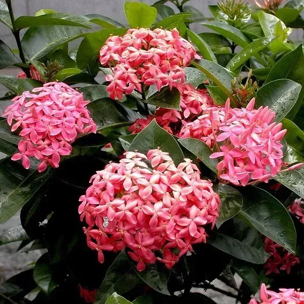 Chinese_Ixora_Flower_Plants_Pink