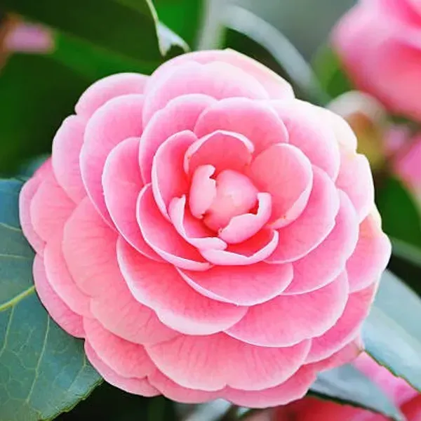 Camellia_Flower_Plant_Pink_For_Home_Garden