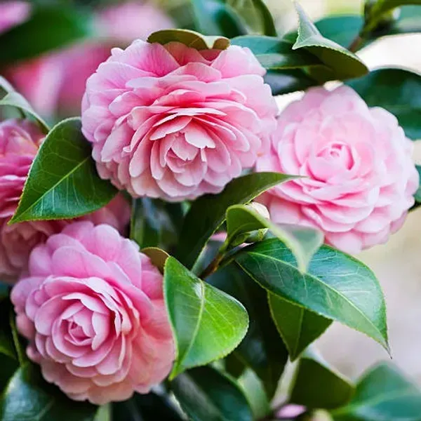 Camellia_Flower_Plant_Pink_For_Home_Garden