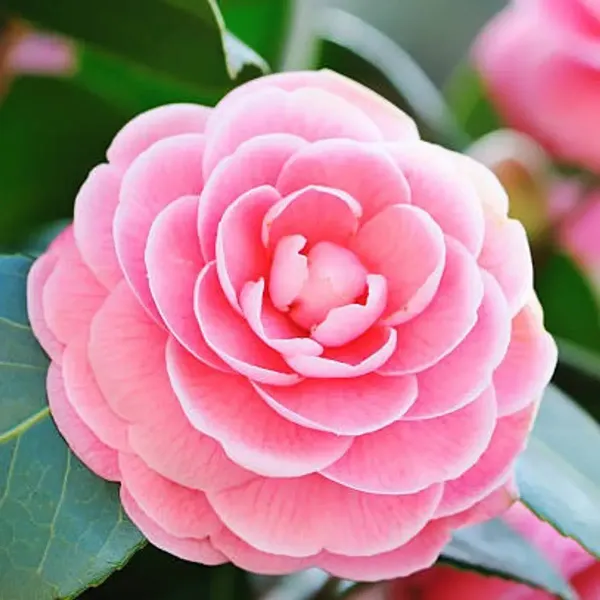 Camellia_Flower_Plant_Pink_For_Home_Garden