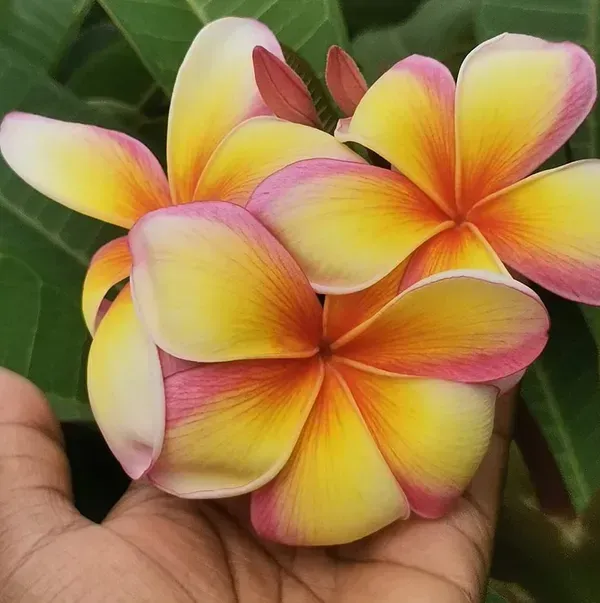 Dwarf_Variety_Pulmeria_Flower_Plant