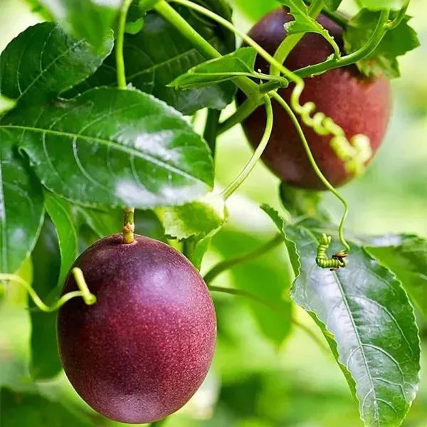 Dwarf_Variety_Passion_Fruit_Plant