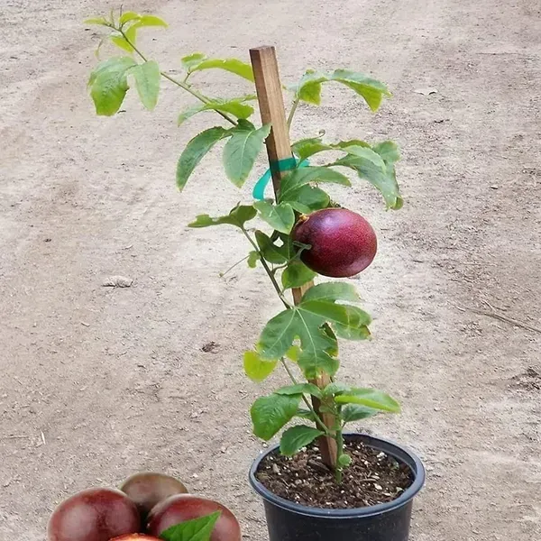 Dwarf_Variety_Passion_Fruit_Plant